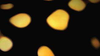 Skupina Salamandra Salamandra sodi med ustanovitelje t. i. »ruralnega undergounda«.