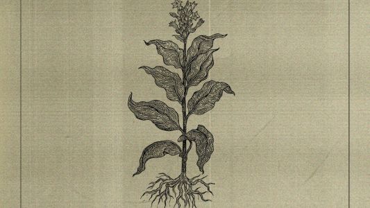 Warlord Chipmonk: Nicotiana Tabacum