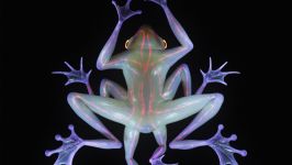 ribeiroia: Limerence